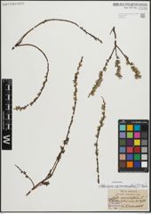 Foto von Salix repens subsp. rosmarinifolia (L.) Andersson